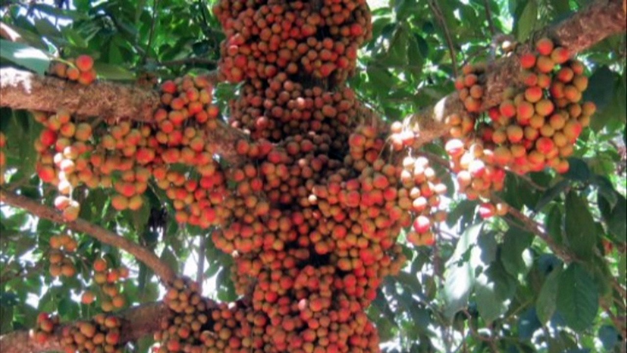 BÌNH DƯƠNG YÊU THƯƠNG by Trầm Thiên Thu