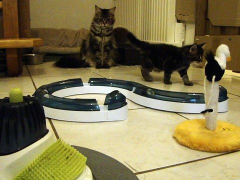 Lumière portée 2017 séance découverte et jeux pour les chatons Maine coon a 6 semaines