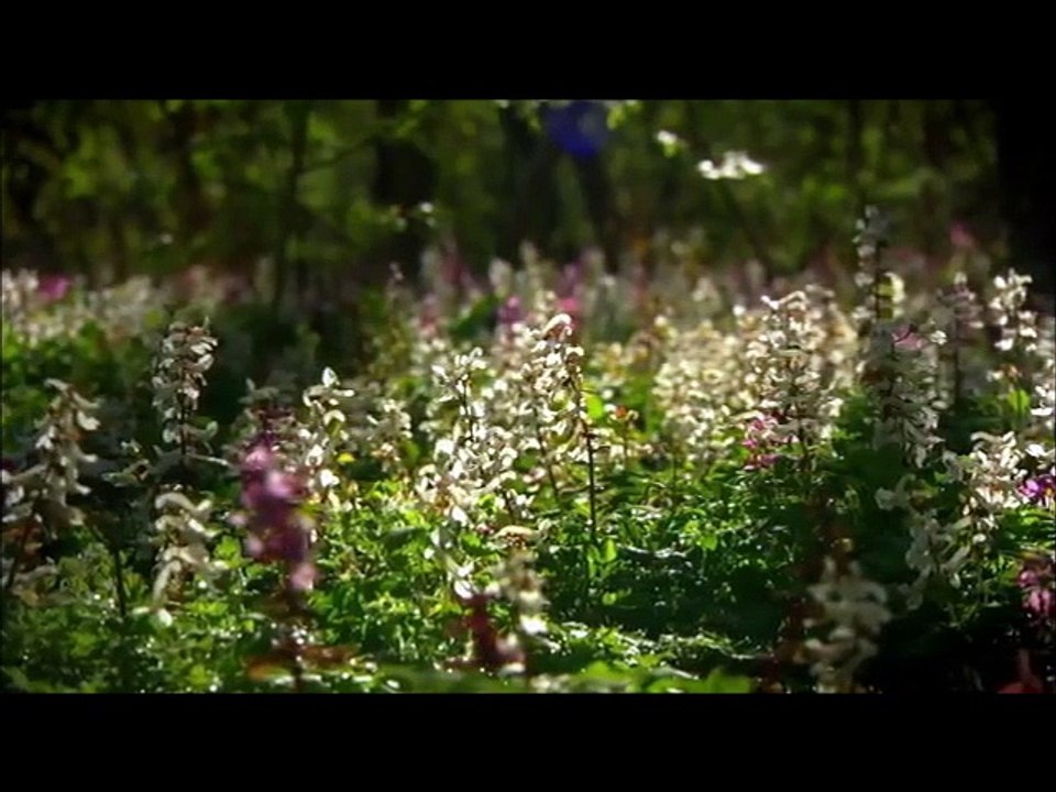 Le miracle de la vie.