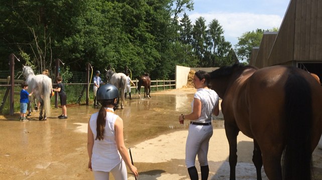 Concours de sauts d'obstacles