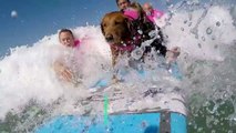 This surfing dog helps veterans and children heal-qYdD01PiTI