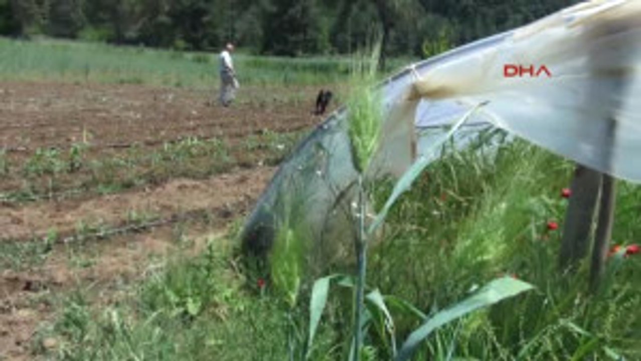 Muğla Siyez Buğdayı 1'e 8 Bin Verdi