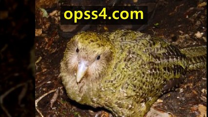 Kakapo ≡오피쓰≡ 부천오피 ♂opss4. ｃｏｍ♂ 부천건마