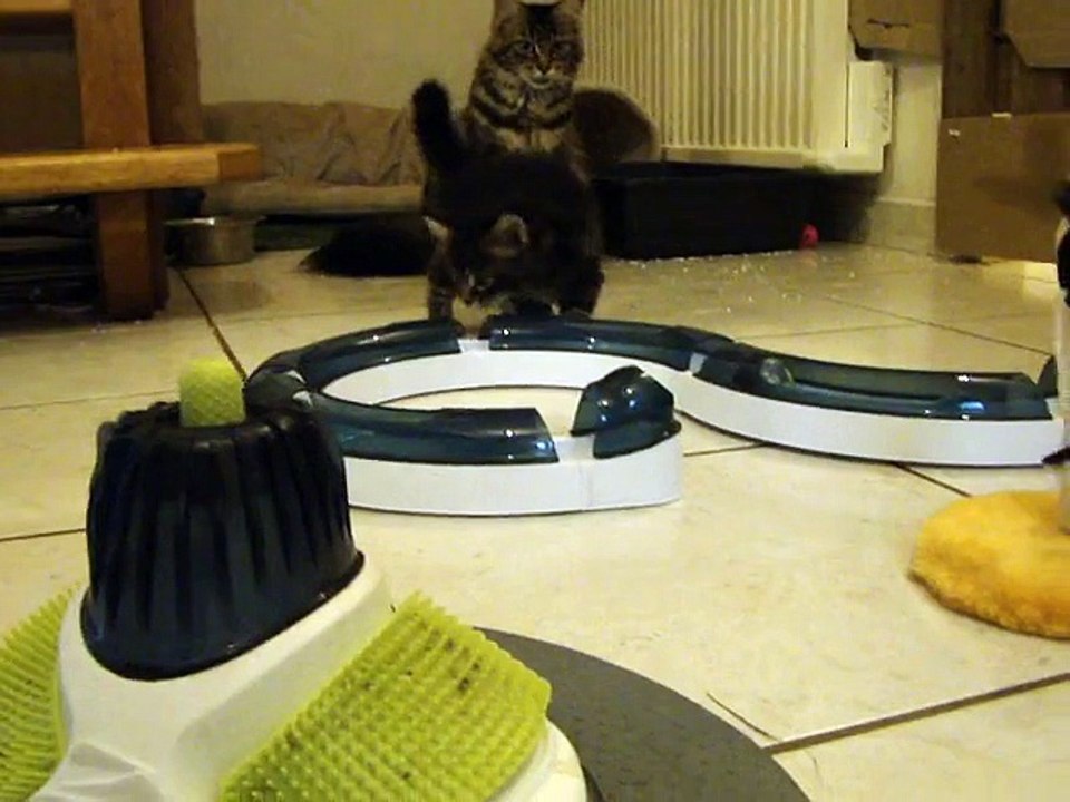 Chatons Maine coon à 6 semaines séance découverte et jeux