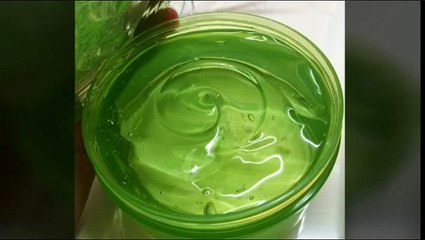 aloe vera (organism classification)