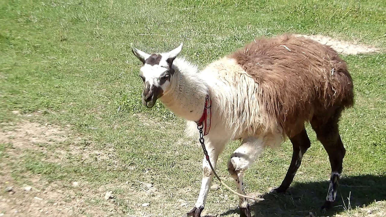 Lama à la fête du terroir à Aignoz
