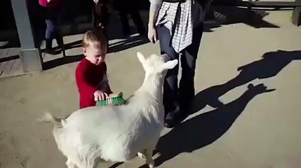 Une chèvre fait peur à un enfant en lâchant un pet.