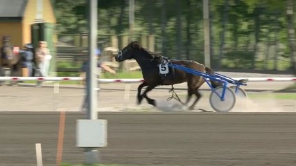 Un cheval s'empale sur une barrière.