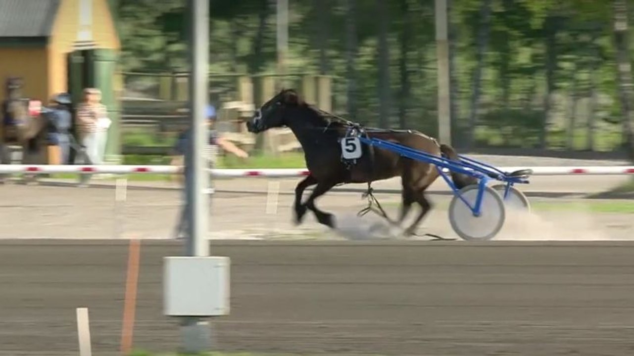 Un cheval s'empale sur une barrière.