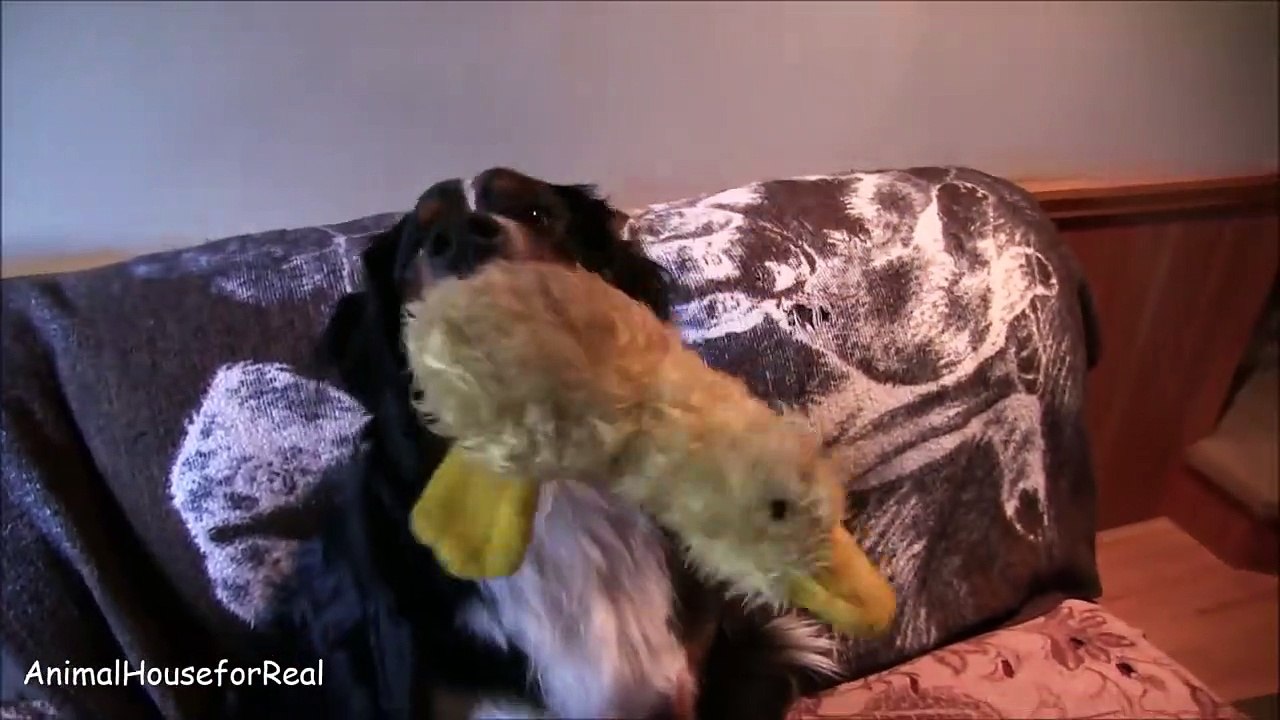 Bernese Mountain Dog Plays with Duck-dxzhxFu3EF0