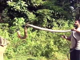 Catch A  Big King Cobra In India ll Must Watch This Video ll