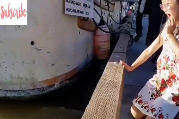 The sea lion attacked the little girl