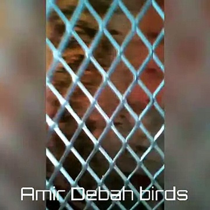 سلاكة امير دباح AMIR DEBAH