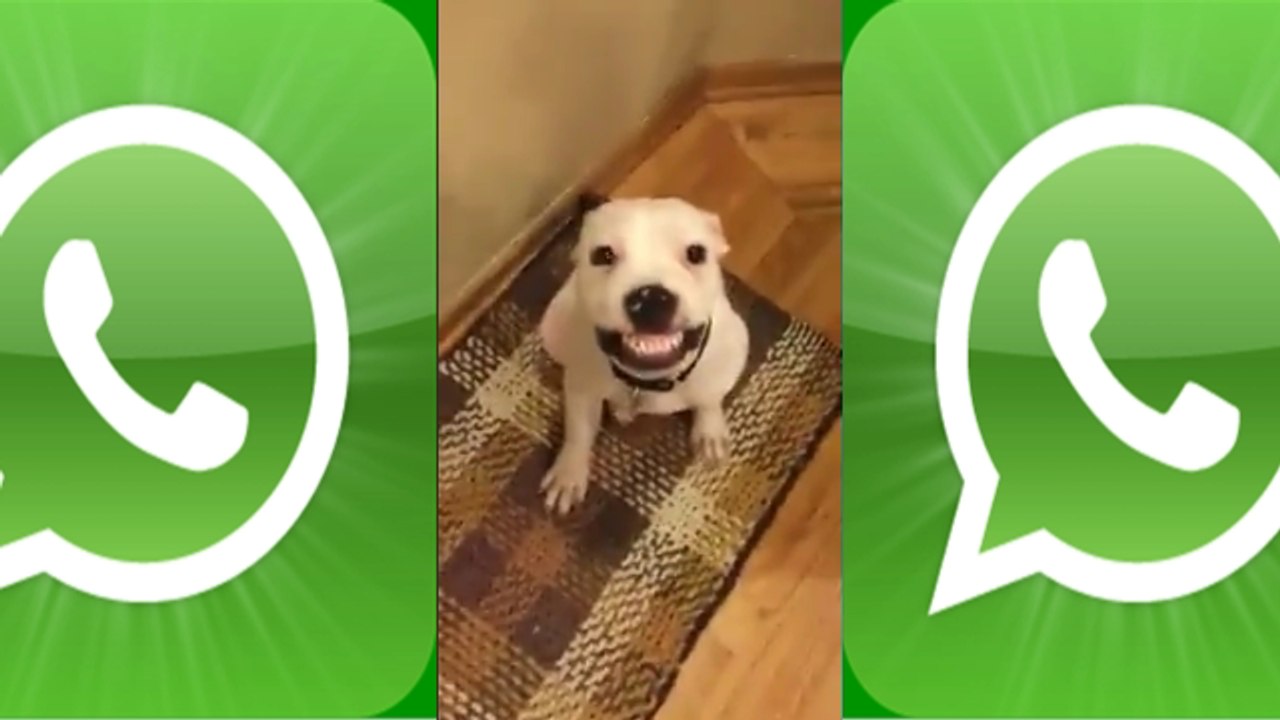 se rir você perde os videos mais engraçados do whatsapp para morrer de rir  Whatsapp funniest videos to die for laughing (2017)