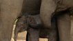 Adorable rare Asian elephant calf born at Australian zoo
