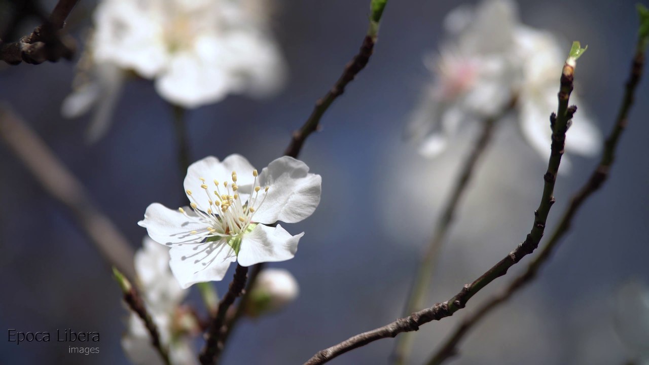 Le printemps