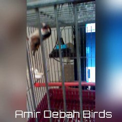 كيف تعود الحسون ( المقنين ) والهجين (الميلي) على الانسان امير دباح