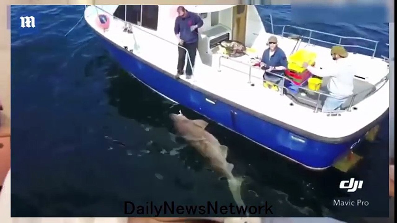 Il pêche le plus gros requin d'Europe