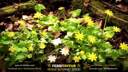 Ferdi Tayfur - Ay Doğdu Üzerimize - Taleal Bedru (İlahi) - www.ferdibaba.com