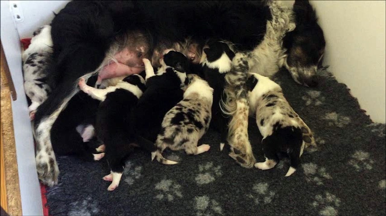Chiots GinXNess 12 jours