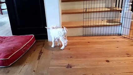 When an overexcited puppy falls nose-to-nose with a baby-goat in his living room ...