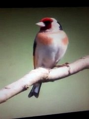 اسباب تساقط الريش و كيفية معرفة عمر الحسون