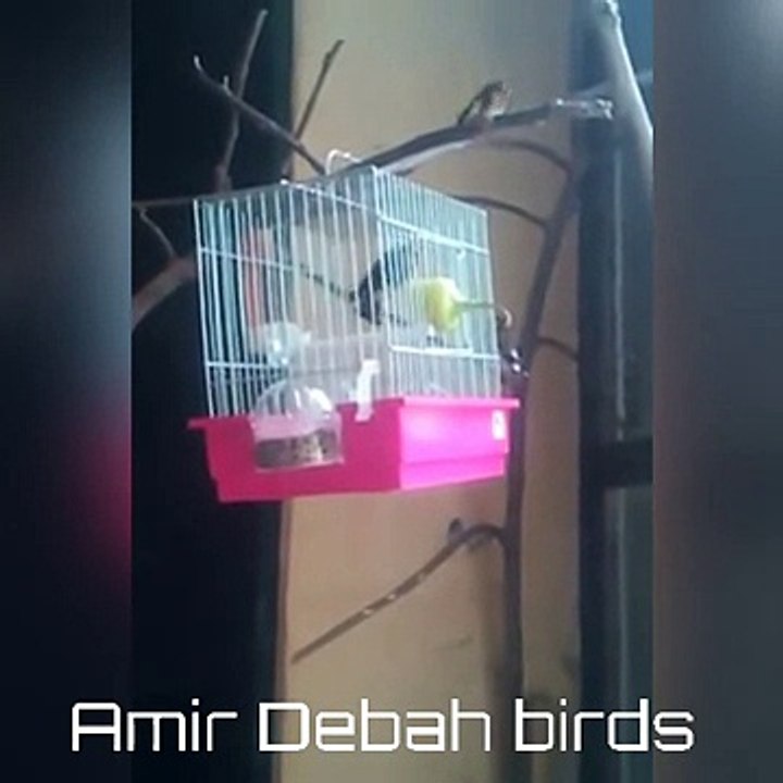 استحمام الحسون وقت غيار الريش ( القلش، السقاط )