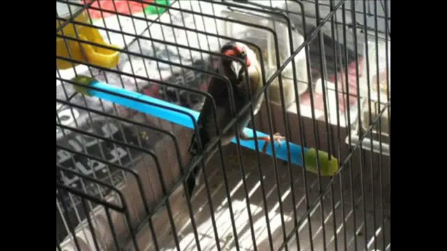 الاخطاء المعتمدة في تغريد الحسون (المقنين) الجزائر