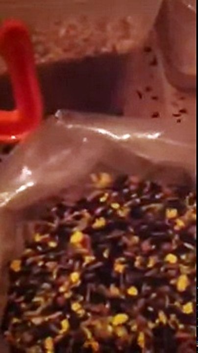 الاغذية الصحية المفيدة لطائر الحسون