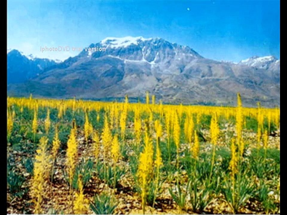 seyfi doğanay dersimo (pülümür-tunceli)