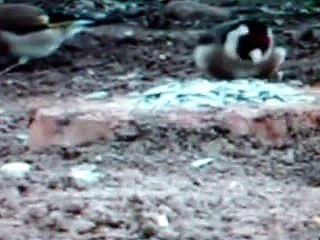 تحصين ومراقبة العصافير (الحسون-الكناري) لتفادي الامراض