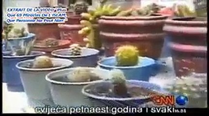 اية من ايات الله زهرة تتفتح عند الاذان للصلاة