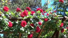 La pas prin Grădina Botanică ”Anastasie Fătu” Iași