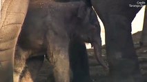 Taronga Zoo welcomes 130kg baby Asian elephant