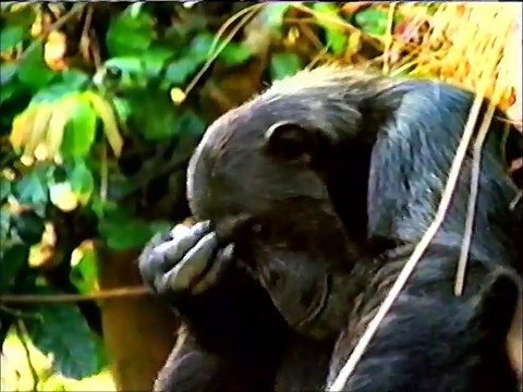 (November 13, 1996) WPXI-TV 11 NBC Pittsburgh Commercials