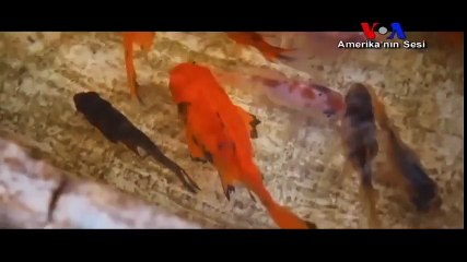 Savaşın Yakıp Yıktığı Suriye'den Bir Başka Belgesel: 'Halep'te Son Kalanlar'