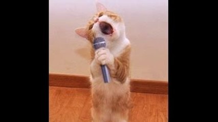 TOP Funny Cat and Dog Dancing and Singing in the World - Btfit