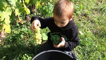 VLOG FLASHBACK - PREMIÈRES VENDANGES À 4 ANS !