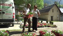 Hautes-Alpes : des barquettes de surfinias offertes aux habitants pour la fête des fleurs de Freissinières