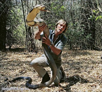 Cobra Handler Plays With Snakes || Salute the God King Cobra || Cobra treat this guy like own Son!!