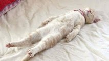 Funny Cats Sleeping in Weird Positions Compilation 2017