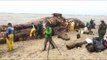 Blue Whale Found Dead on Northern Californian Beach