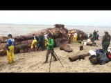 Blue Whale Found Dead on Northern Californian Beach