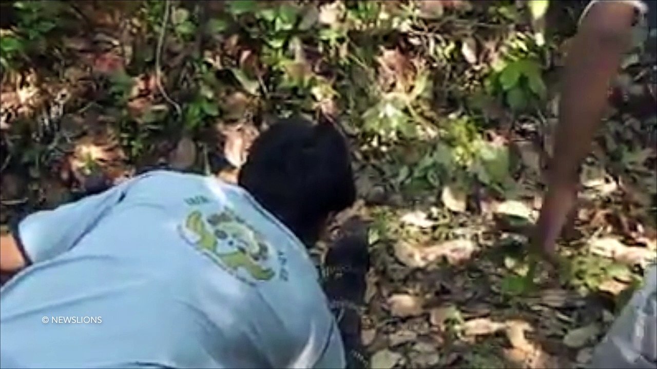 Cobra swallows plastic bottle, spits it out