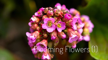 Cendrine Marrouat Photography: Blooming Flowers (1)