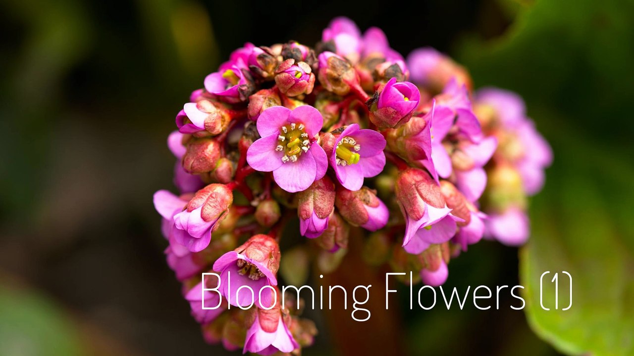 Cendrine Marrouat Photography: Blooming Flowers (1)