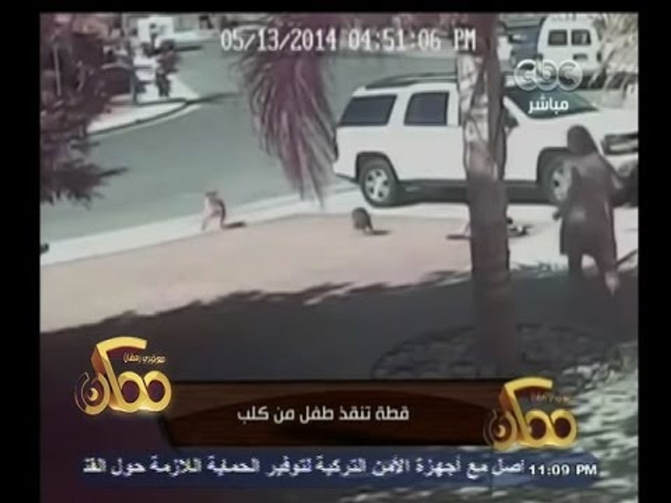 #ممكن | شاهد .. قطة تنقذ طفل من كلب