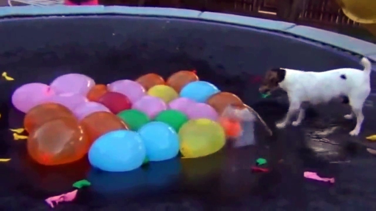 Top 10 Animais No Trampolim