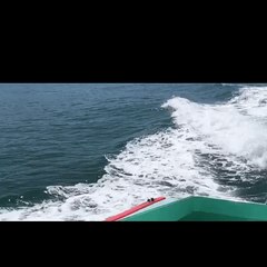 Dolphins Ride Wake Behind Malibu Lifeguard Boat