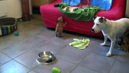 65ème Vidéo Les p'tits Oeufs de STAFFORDLAND